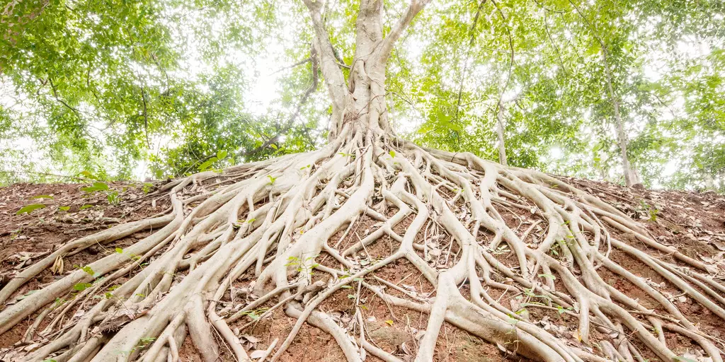 Baum mit Wurzeln 