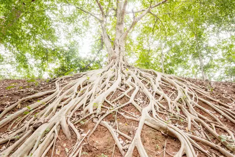 Baum mit Wurzeln 