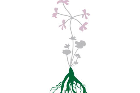Pelargonium sidoides