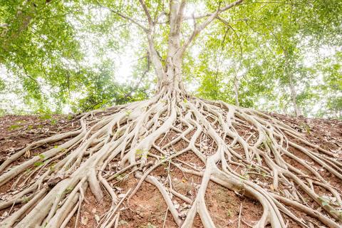Baum mit Wurzeln 